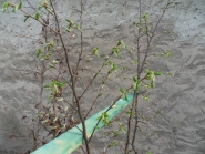 comp_2014040717025003